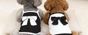 Pet Clothing Dog Clothing Spring/Summer New Teddy Dog Pet Clothing Cat Summer Thin Edition