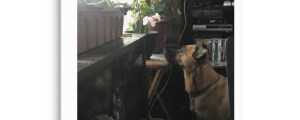 the watcher