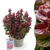 Traubenheide Leucothoe Curly Gold – 17cm Höhe ca.40cm – Immergrün & farbintensiv – Goldgelbes lockiges Laub für Beet Balkon Terrasse – Pflegeleichter dekorativer Zierstrauch